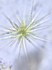 Gloeotrichia