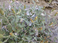 Brickellia atractyloides