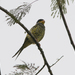 Swallow-tailed Cotinga - Photo (c) Marcel Holyoak, some rights reserved (CC BY-NC-ND)