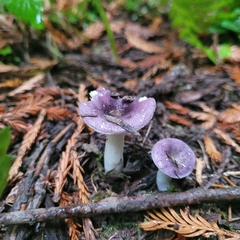 Russula zelleri