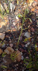 Albuca viscosa