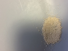 Saccharomyces cerevisiae