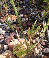 Albuca viscosa