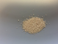 Saccharomyces cerevisiae