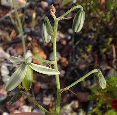 Albuca viscosa