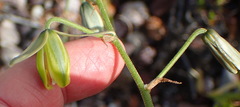 Albuca viscosa