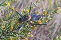 Steropleurus andalusius
