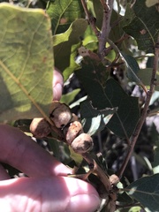 Disholcaspis erugomamma