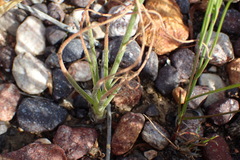 Albuca viscosa