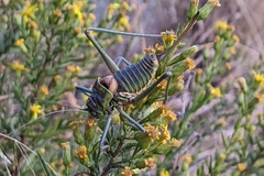 Steropleurus andalusius