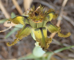 Ferraria variabilis