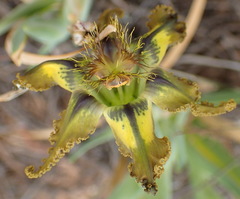 Ferraria variabilis