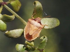 Dendrocoris contaminatus