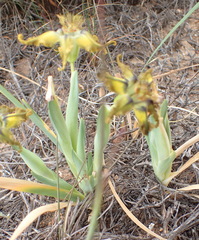 Ferraria variabilis