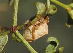 Dendrocoris contaminatus
