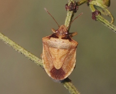 Dendrocoris contaminatus