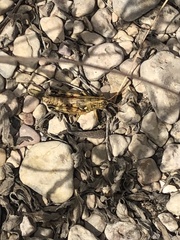 Agroecotettix modestus