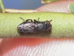 Notogramma