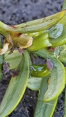 Neophyllaphis totarae