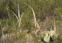 Digitaria californica