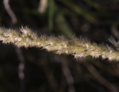 Digitaria californica