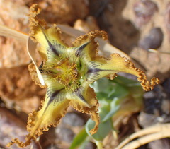 Ferraria variabilis