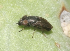 Notogramma