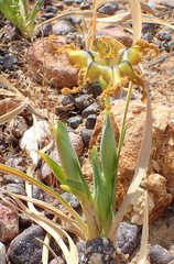 Ferraria variabilis