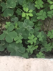 Oxalis pes-caprae