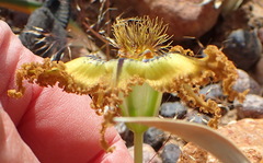 Ferraria variabilis
