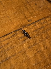 Neotridactylus