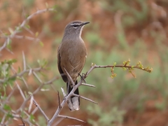Cercotrichas coryphoeus coryphoeus