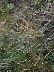 Festuca rupicola