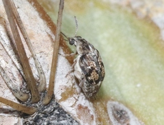 Algarobius prosopis
