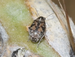 Algarobius prosopis