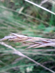Festuca rupicola