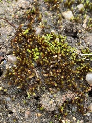 Imbribryum subapiculatum
