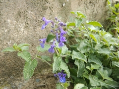 Nepeta × faassenii