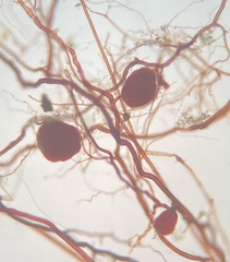 Imbribryum subapiculatum