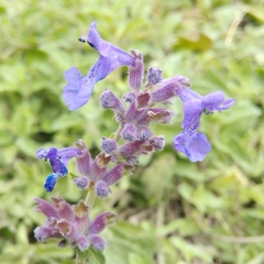 Nepeta × faassenii