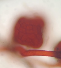Imbribryum subapiculatum