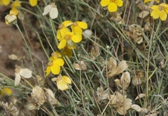 Psilostrophe cooperi