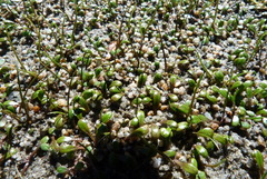 Glossostigma elatinoides