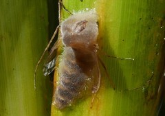 Entomophthora culicis
