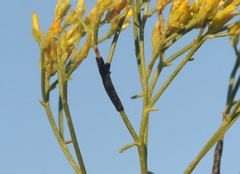 Asteromyia gutierreziae