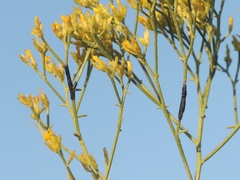 Asteromyia gutierreziae