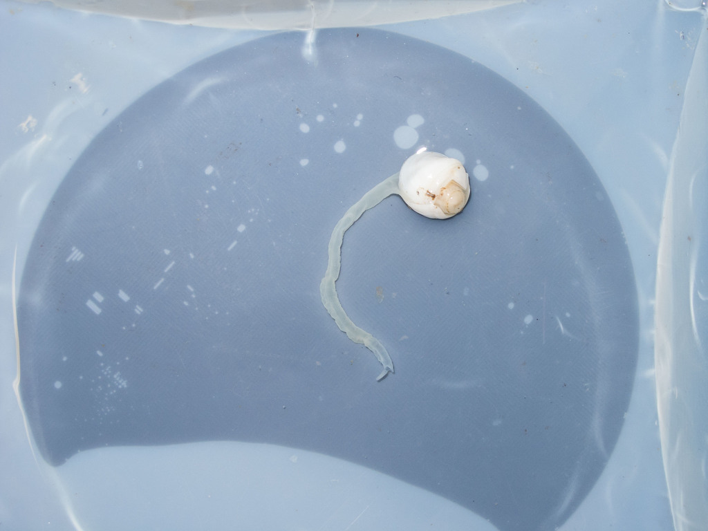 Xylophagaidae