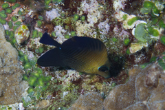 Zebrasoma scopas
