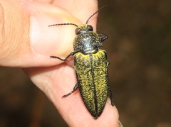 Gyascutus caelatus
