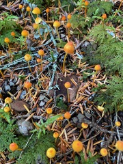 Mycena strobilinoidea